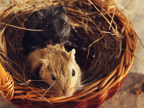 Bir yuvada iki Moğol gerbils — Stok fotoğraf