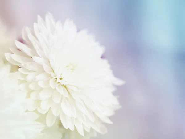 Ніжний фон з квітами білих хризантем — стокове фото
