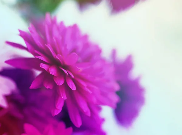 Ніжний фон з квітами червоних хризантем — стокове фото