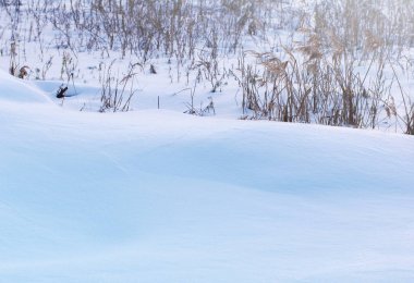 Kış manzarası. Kuru bitkiler kışın karda. 