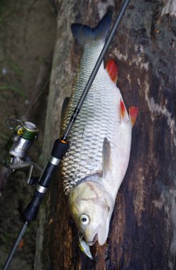 Bir iplik üzerinde büyük balık yakaladı