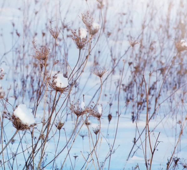 Winter landscape. Dry plants in snow in the winter. — Stock Photo, Image