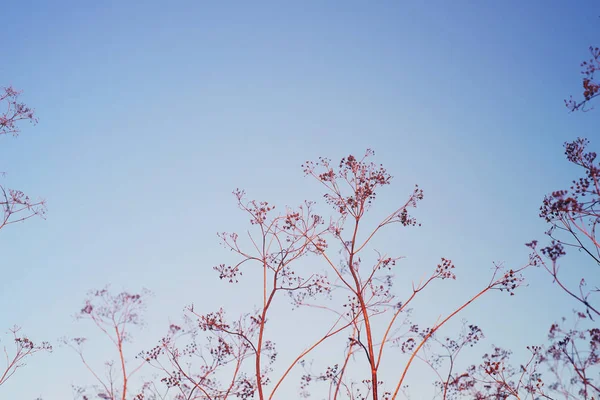 Niebieskie tło z suchych kwiatów dzikiego. — Zdjęcie stockowe
