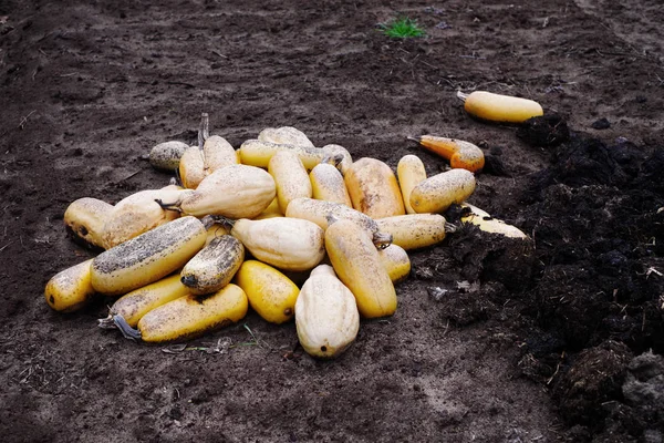 Montón de calabacines en la tierra tirados en compost — Foto de Stock
