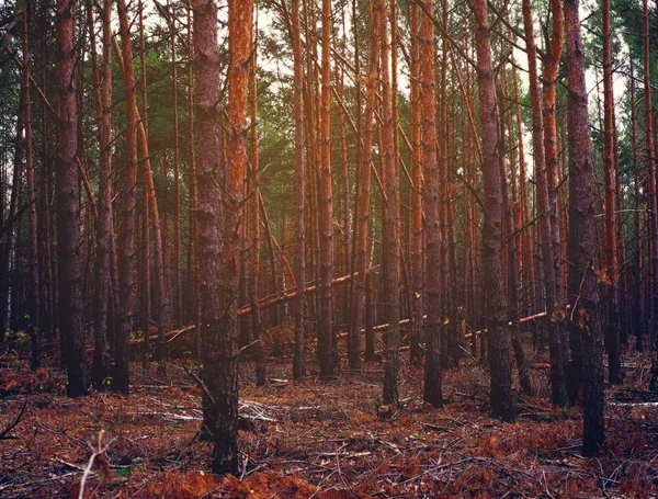 Troncos de pinos. Bosque de otoño. Árboles en el bosque — Foto de Stock