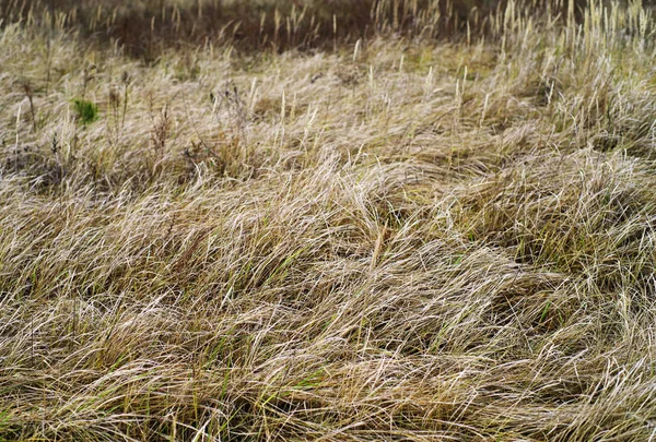 Herfst achtergrond met een droog gras — Stockfoto