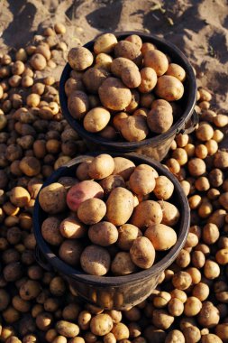 Patates hasat kovalar. Patates temizlik.