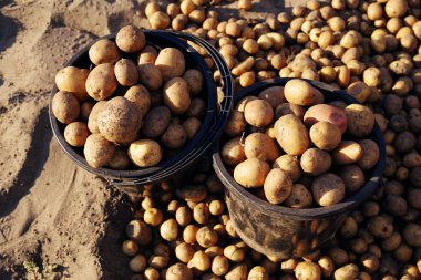 Patates hasat kovalar. Patates temizlik.