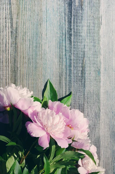 Pink peony flowers. — Stock Photo, Image