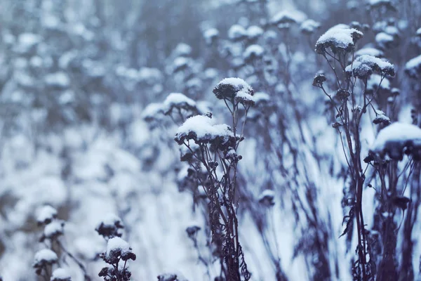 Winter landscape with dry wild flowers in snow. — Stock Photo, Image