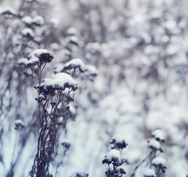 Winter landscape with dry wild flowers in snow. — Stock Photo, Image