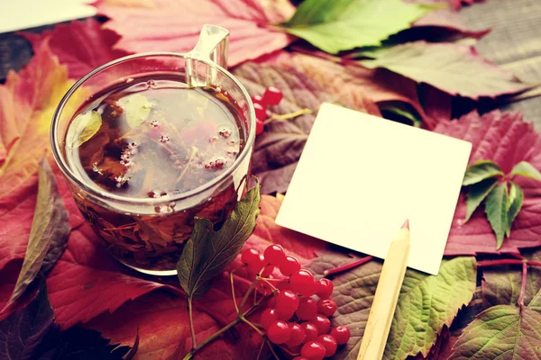 Té de hierbas. Medicina tradicional . —  Fotos de Stock