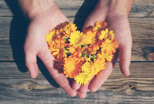 Gele zomerbloemen in de vorm van een hart in mannelijke handen tegen een houten bord in vintage kleuren. — Stockfoto