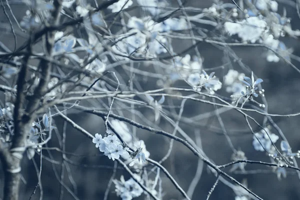 봄 꽃 배경. — 스톡 사진