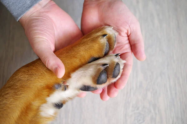 Perro patas y mano humana — Foto de Stock