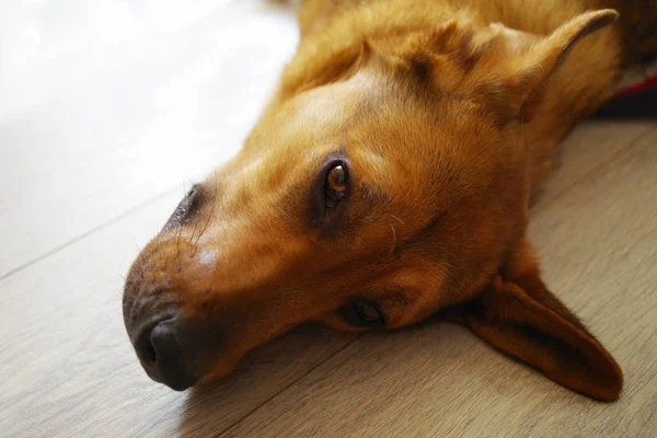 Retrato del perro rojo acostado en el suelo — Foto de Stock