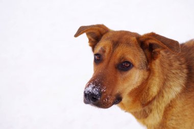 Kar çerçevede bir melez bir üzücü kırmızı köpeğin portresi 