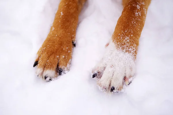 Pattes d'un chien sur la neige — Photo