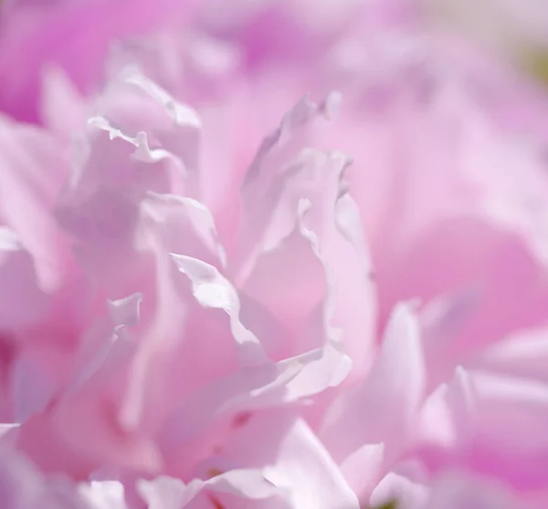 Рожеві квіти півонії. Ніжний рожевий фон — стокове фото