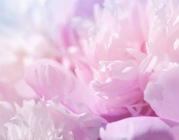 Pink peony flowers. Gentle pink background