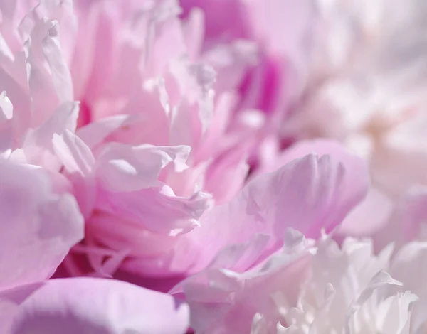 Рожеві квіти півонії. Ніжний рожевий фон — стокове фото