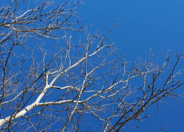 ağaçların dalları 