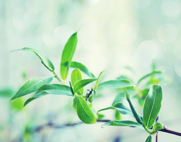 Folioles vertes au sol d'un saule sur fond de printemps clair . — Photo