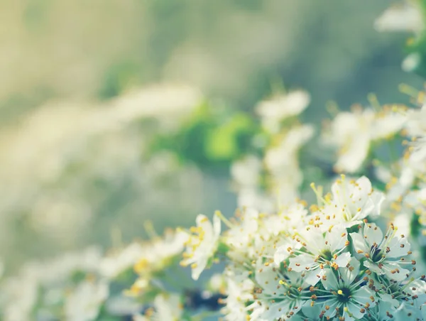Flower spring background. — Stock Photo, Image