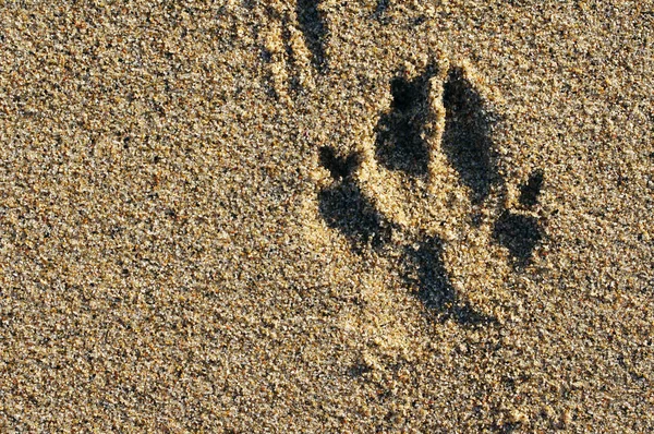 Trace d'un chien sur sable marin — Photo