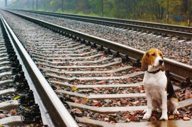 Üzgün köpek demiryolu sonbahar yağmurlu günde. Estonya tazı.