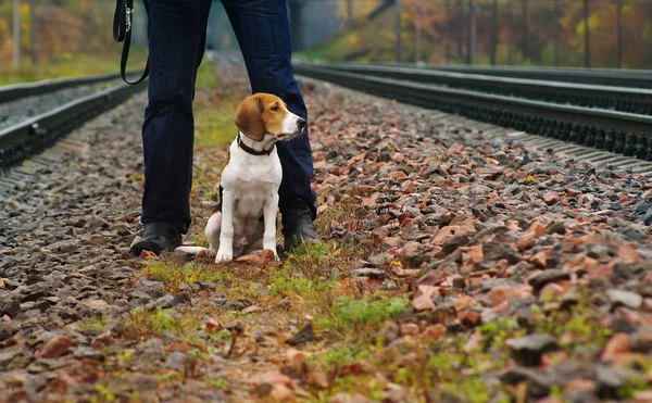 Dog and the person on the railroad in autumn rainy day. Estonian hound at the man\'s legs in blue jeans.