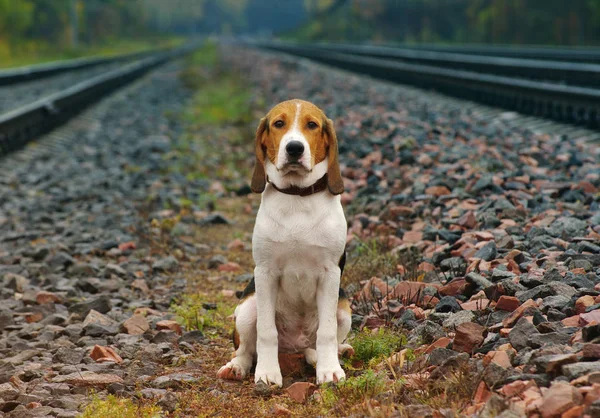 Smutny pies na kolei w jesienny dzień deszczowy. Ogar-estoński. — Zdjęcie stockowe