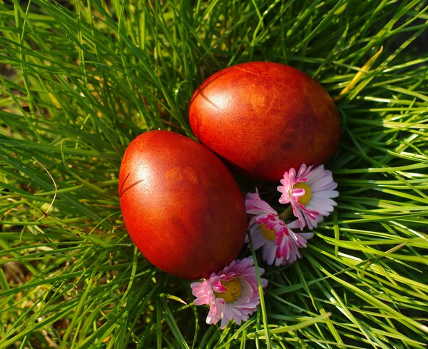 Ovos vermelhos de Páscoa e flores de primavera em uma grama verde — Fotografia de Stock