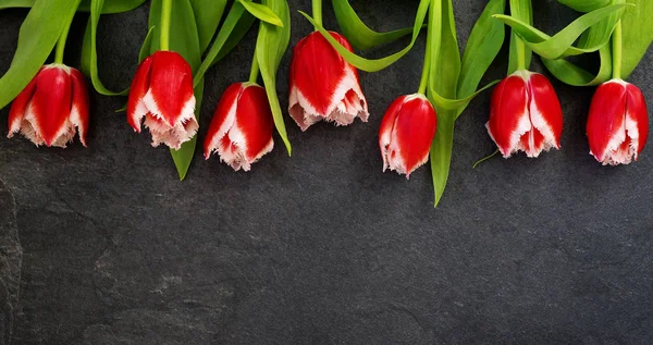 Fila de tulipanes rojos sobre un fondo oscuro con espacio para el texto. Fondo de flores festivas — Foto de Stock