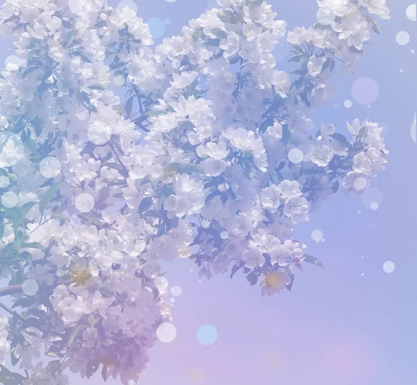 Frühlingsblumen für Hintergrund. — Stockfoto