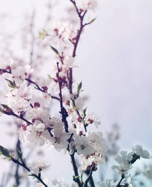 Fiori primaverili per sfondo . — Foto Stock