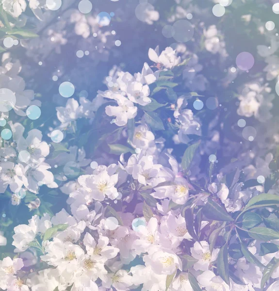 Frühlingsblumen für Hintergrund. — Stockfoto