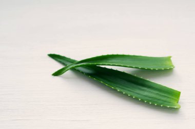 aloe vera bitkisi