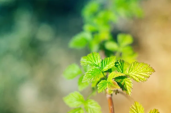 Fundo verde de primavera com folhas jovens de passa de Corinto — Fotografia de Stock