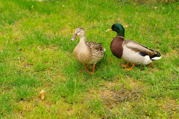 Två gräsand ankor på grönt gräs — Stockfoto