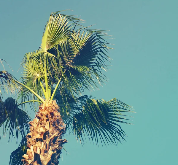 Fondo de verano con palmera contra el cielo . — Foto de Stock