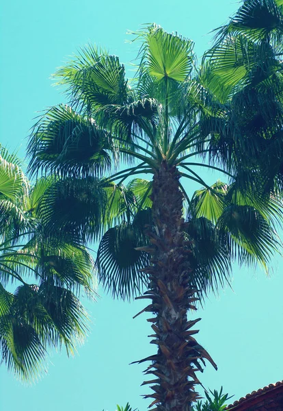 Летний фон с пальмой на фоне неба . — стоковое фото