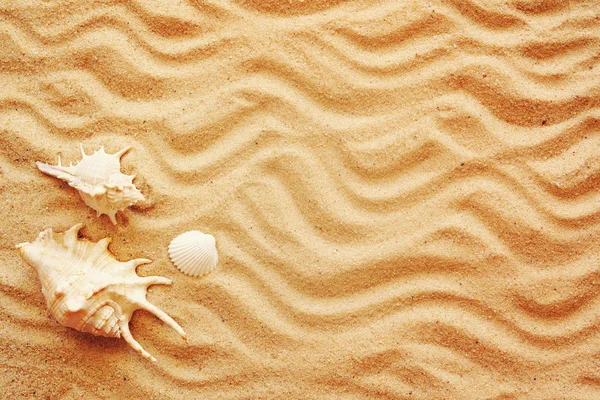 Coquillages sur sable . — Photo