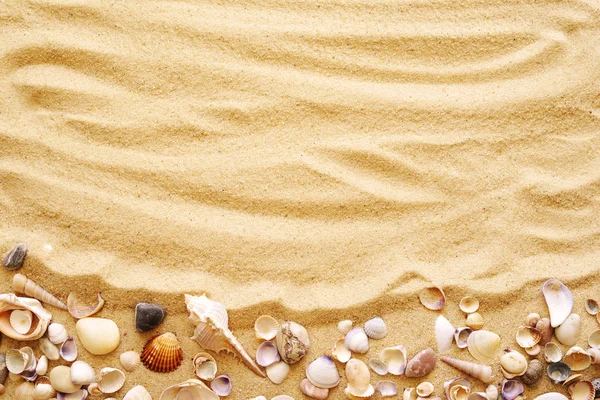Snäckskal på sand. — Stockfoto