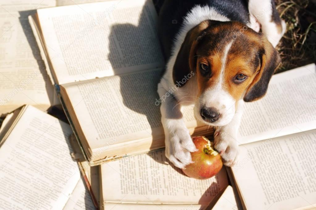 Puppy of Estonian hound gnaws apple 