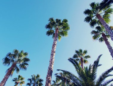 Yaz arka plan gökyüzü palmiye ağacı ile.