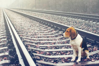 Sonbahar yağmurlu günde demiryolu üzgün köpek