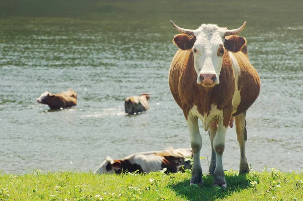 Vaca pastando en el pasto. Bovinos domésticos — Foto de Stock