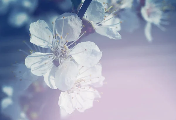 Fiori primaverili per sfondo . — Foto Stock