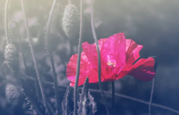 Flor rosa de amapola en el campo —  Fotos de Stock